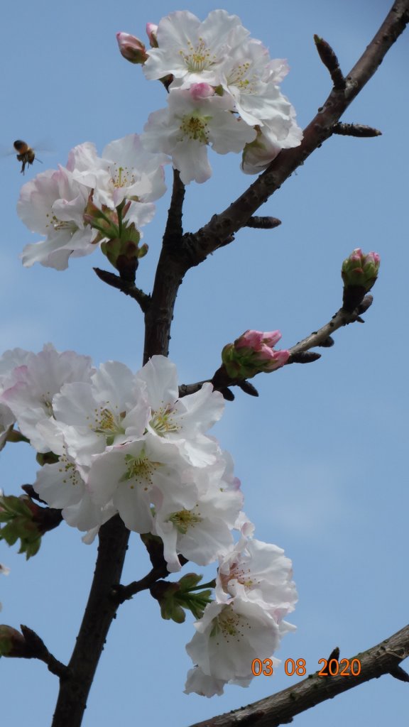 追花是簡單的快樂，賞花是恬淡的幸福。_871226