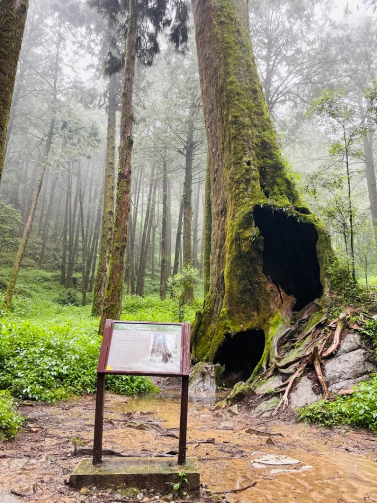 1130610水山巨木步道O繞_2523657