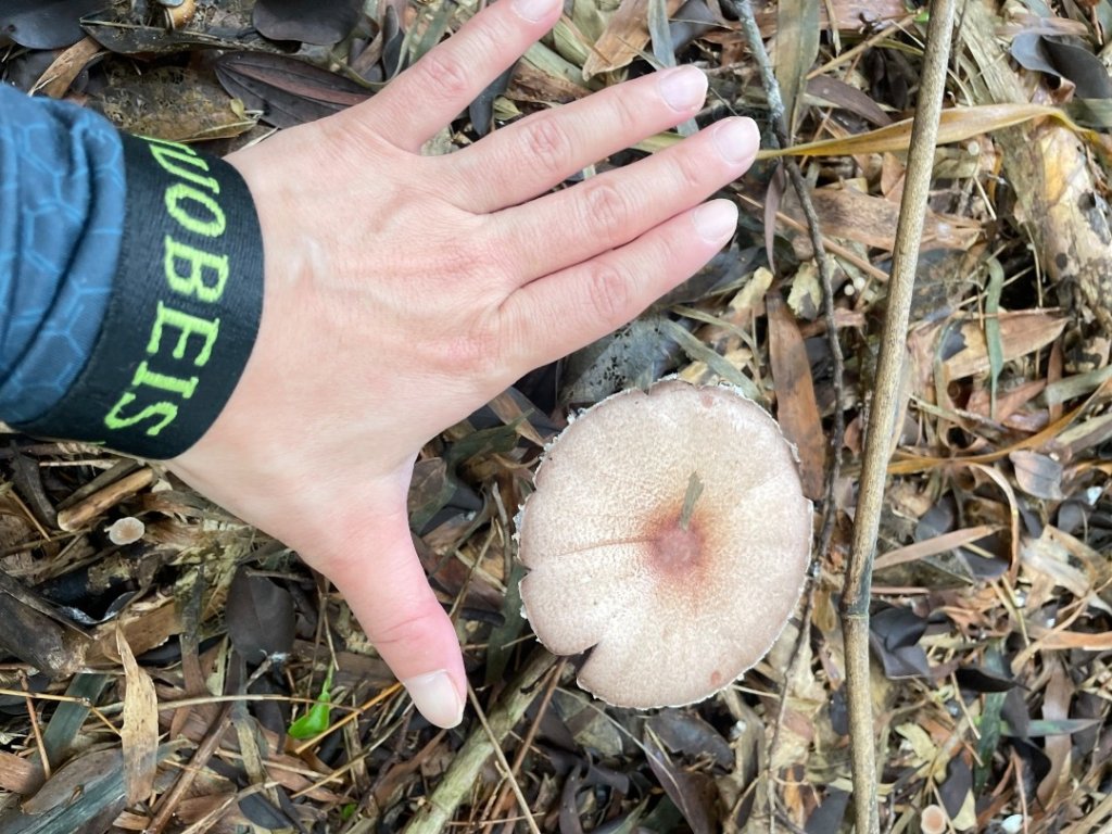 苗栗/馬那細道邦山-烏嘎彥竹林-水雲三星-鳥嘴山_2927134