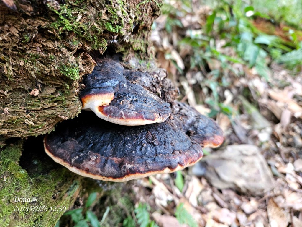 鎮西堡巨木群步道o型全程一日遊_2440333
