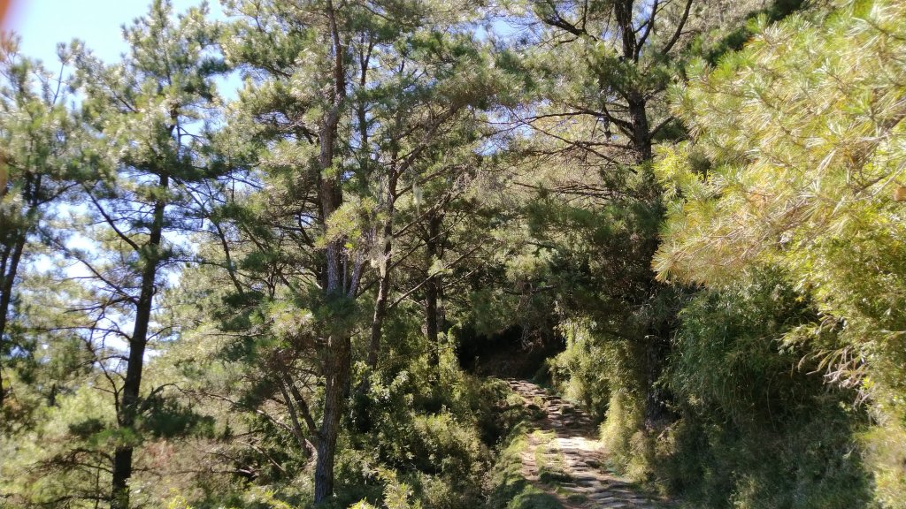 嘉義 阿里山 鹿林山、鹿林前山、真鹿林山、石水山_1487539