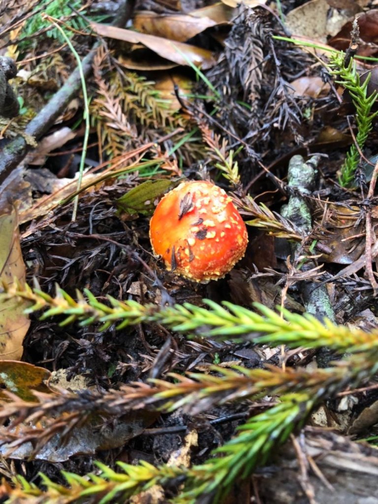 自忠石山引水道縱走_681424