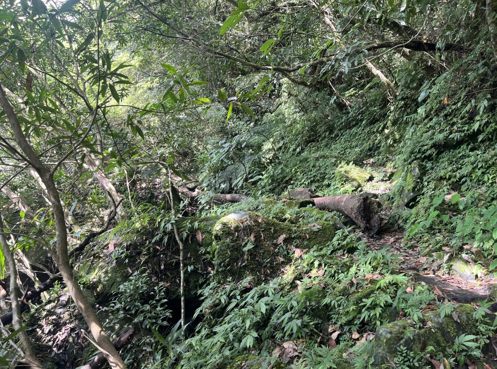 [淡蘭古道] 2024_0622 中路第四段-北勢溪古道_2533887