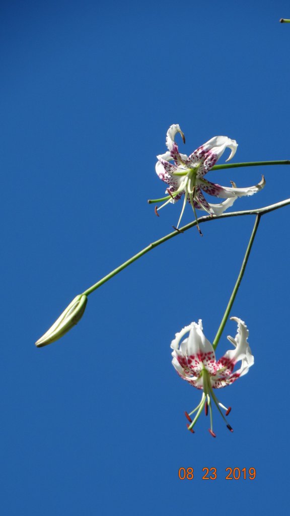 補考 - 艷紅鹿子百合_656684