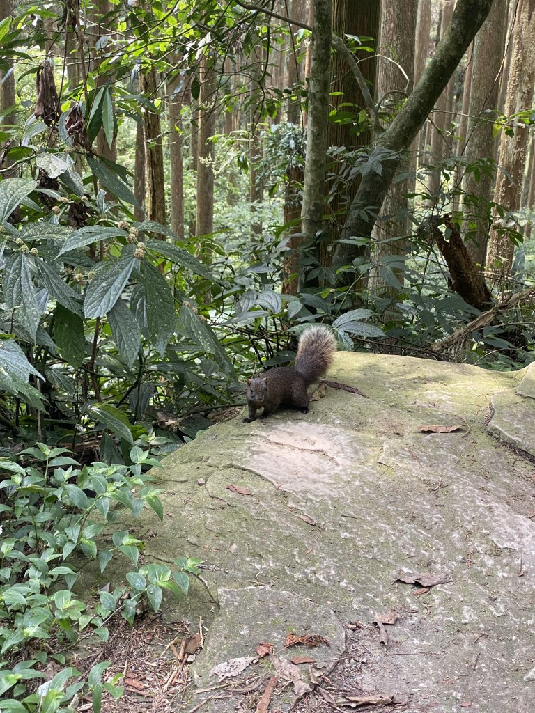 20240420 溪頭自然教育園區_2485359