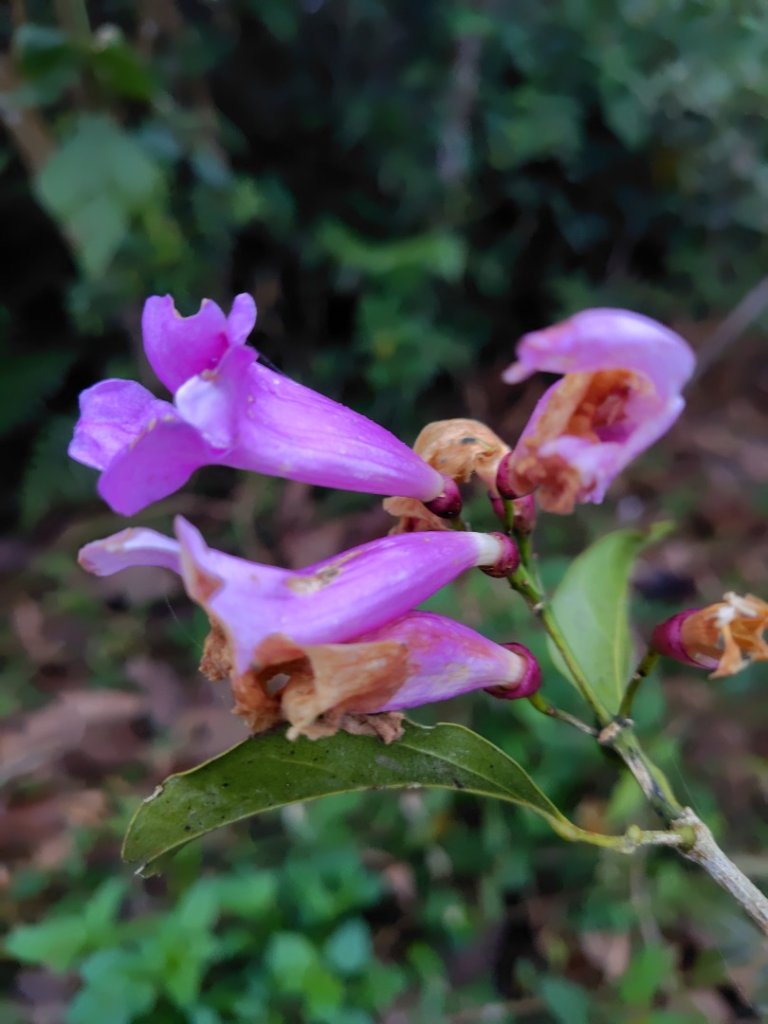 苗栗關刀山_2975063