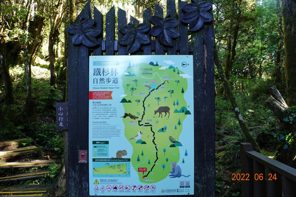宜蘭 大同 太平山森林遊樂區 鐵杉林自然步道封面圖
