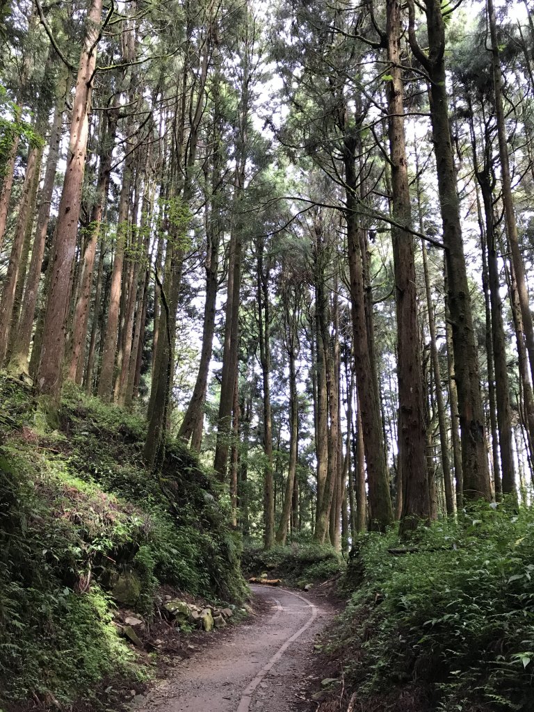 109年6月26日特富野古道_1027116