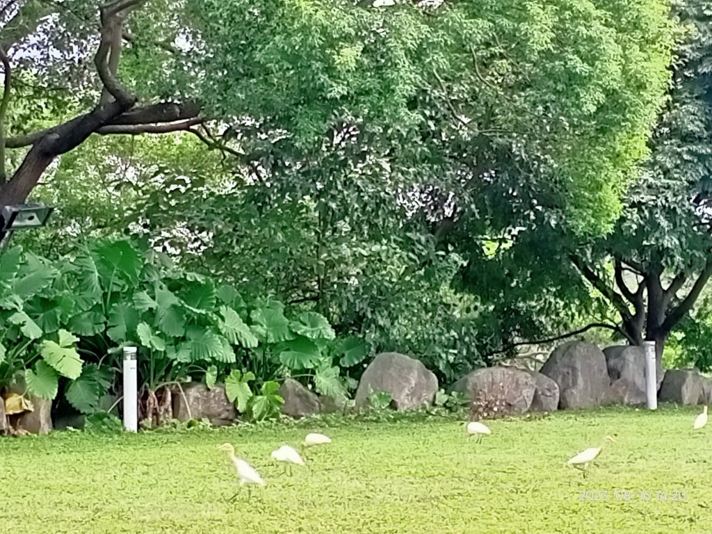 【臺北大縱走 1、走路趣尋寶】北投清天宮→下青礐步道→貴子坑步道→小坪頂路→忠義山步道→捷運關渡站_2244788