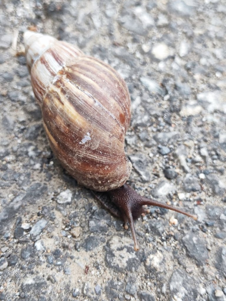 飛沙龍逆走封面圖