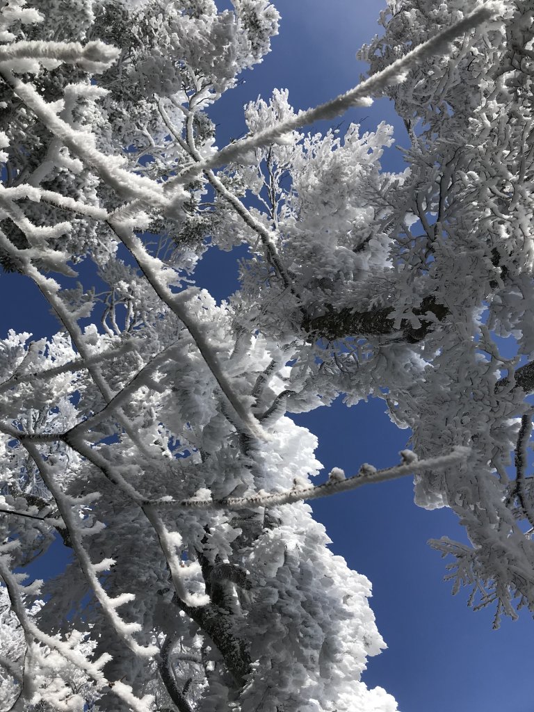 美呆了~雪白內鳥嘴山_1253412
