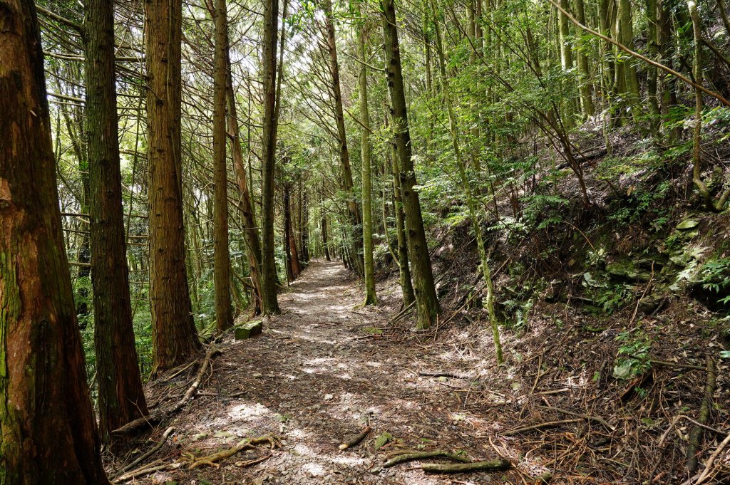 苗栗 泰安 東洗水山、北坑山、大板根_2613372