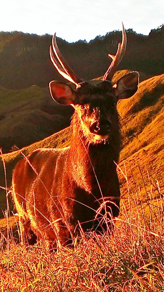 能高安東縱走_138073