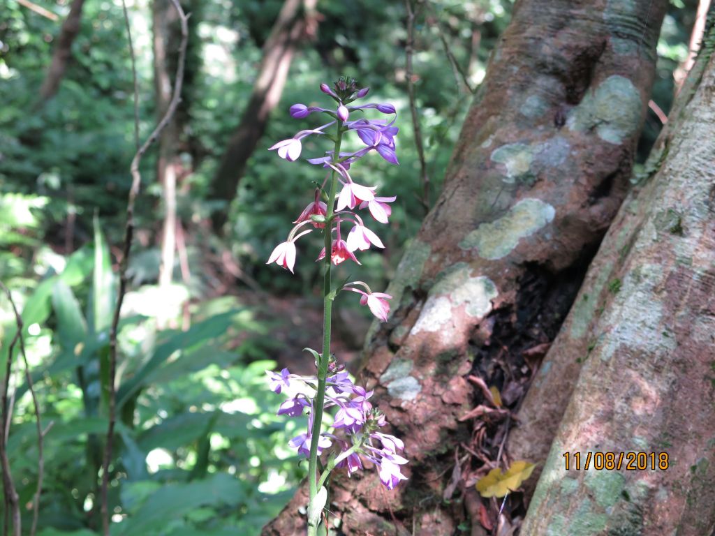 雲森瀑布 滿月圓山 O 型_392605