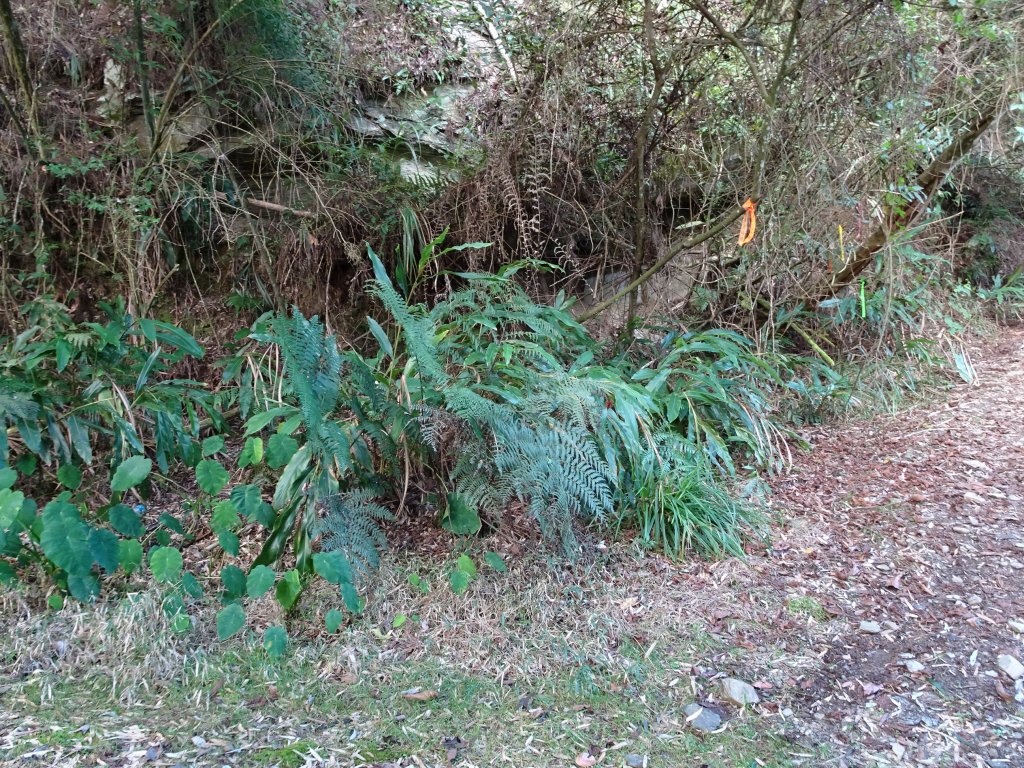 2022年02月13日(彰山協)南投日月潭四兄妹之中級山~大尖山縱走水社大山_1613347