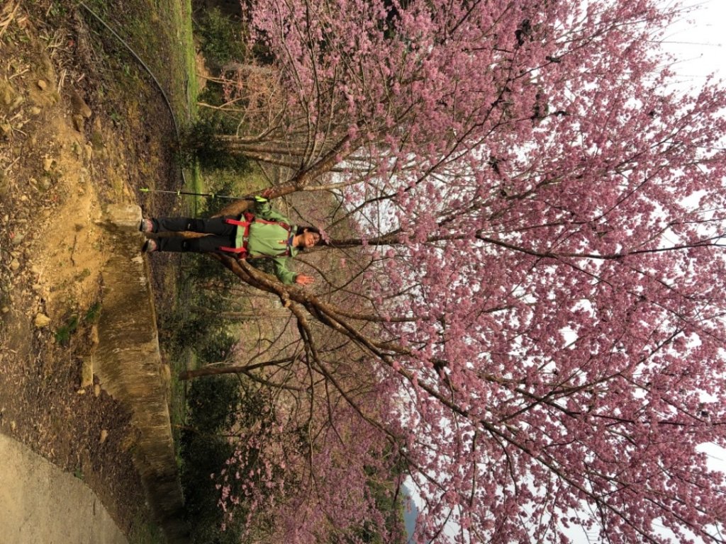 草嶺之旅（賞櫻、桃、李花）_1278249
