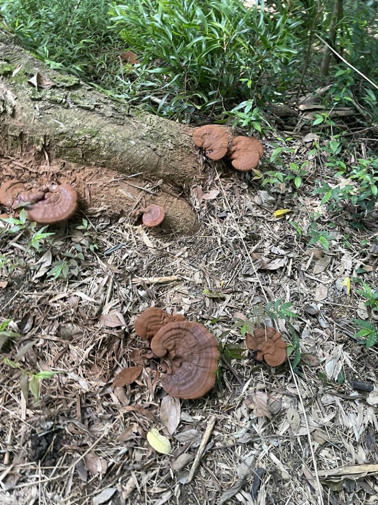 【大棟山系】百年大榕樹_2858098