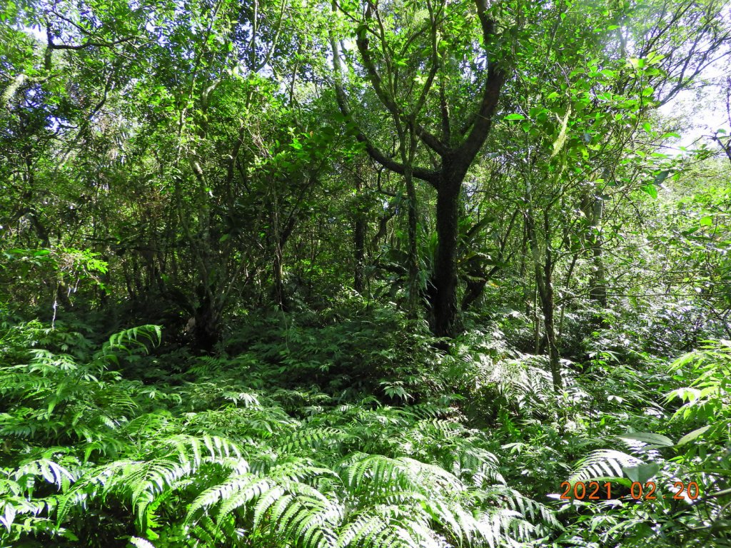 宜蘭 頭城 窖寮山(未竟)_1278635