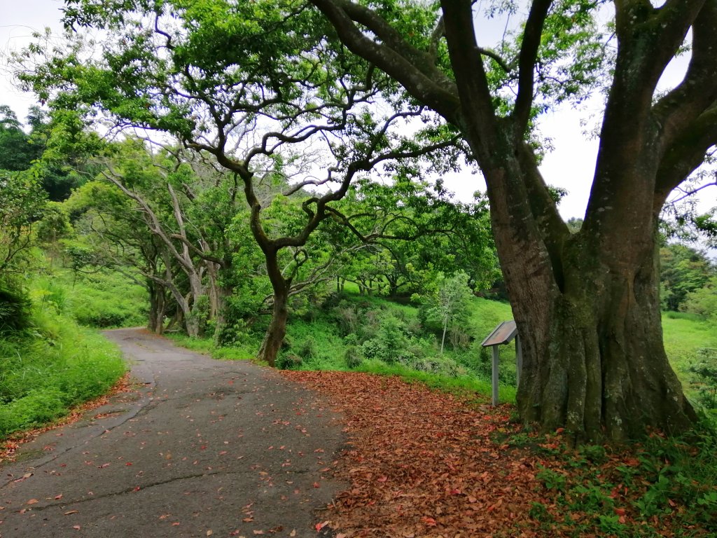 南投魚池~和緩步道散步趣。 貓囒山步道_1060936