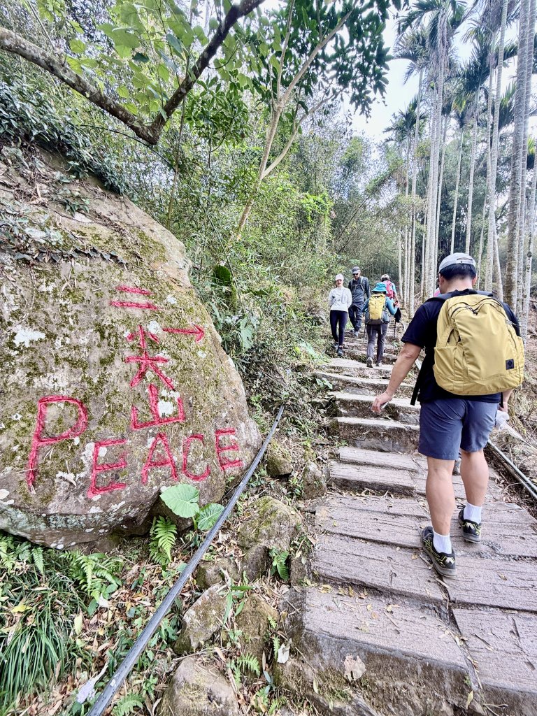 二尖.大尖山悠遊--好友再聚的茶園餘韻   2026.01.18_2985474