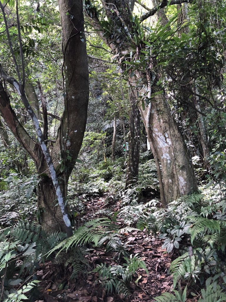 2021/09/05小百岳 溪洲山O繞_1453725