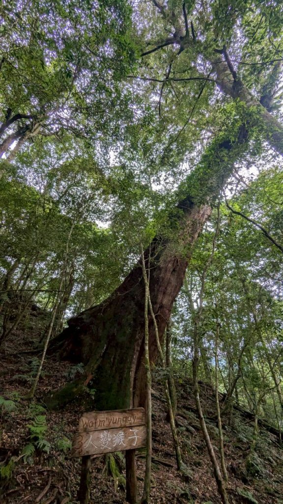 鎮西堡巨木步道群 (B區)_2861147