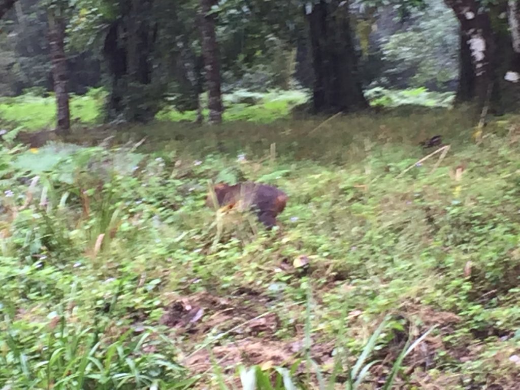 福山植物園_1056525