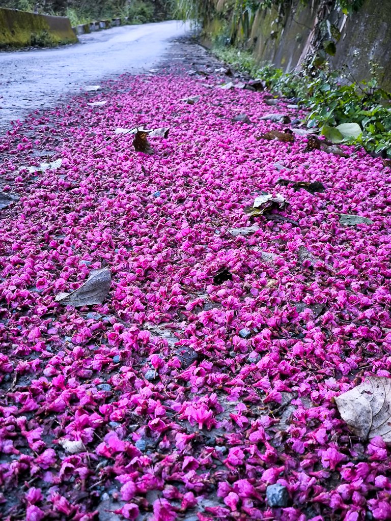 2025-02-16 巴蜈縱走_2714307