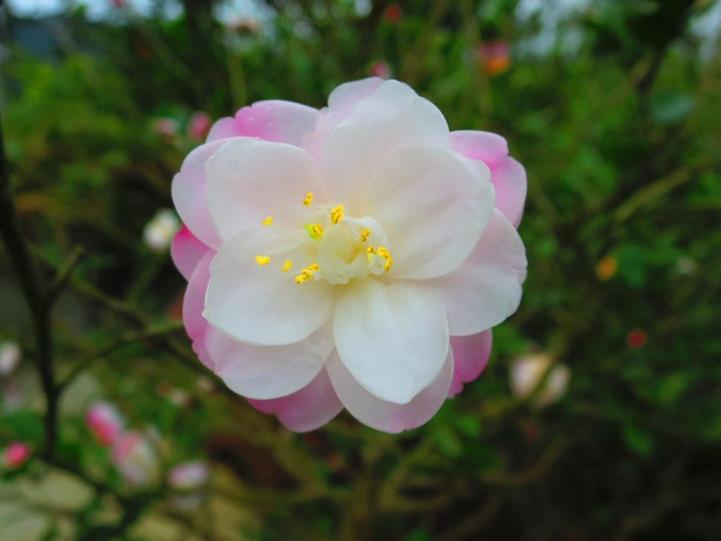 迎春賞花步道：貓空魯冰花海_817055
