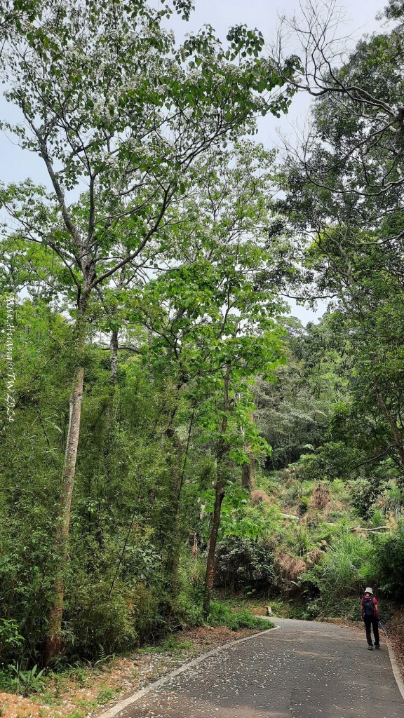 《苗栗》茶園古道｜三義登三義山慈濟山（三通嶺啟登）20240405_2472187