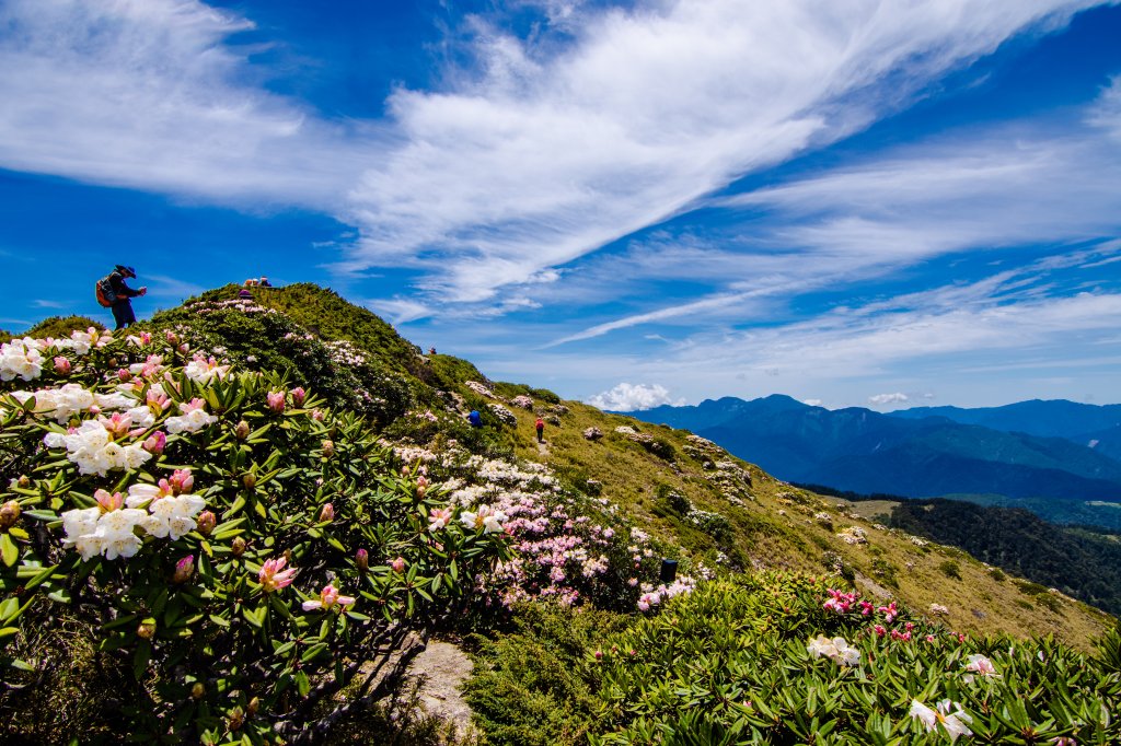 合歡山北峰賞高山杜鵑(2021/04/30)_1370853