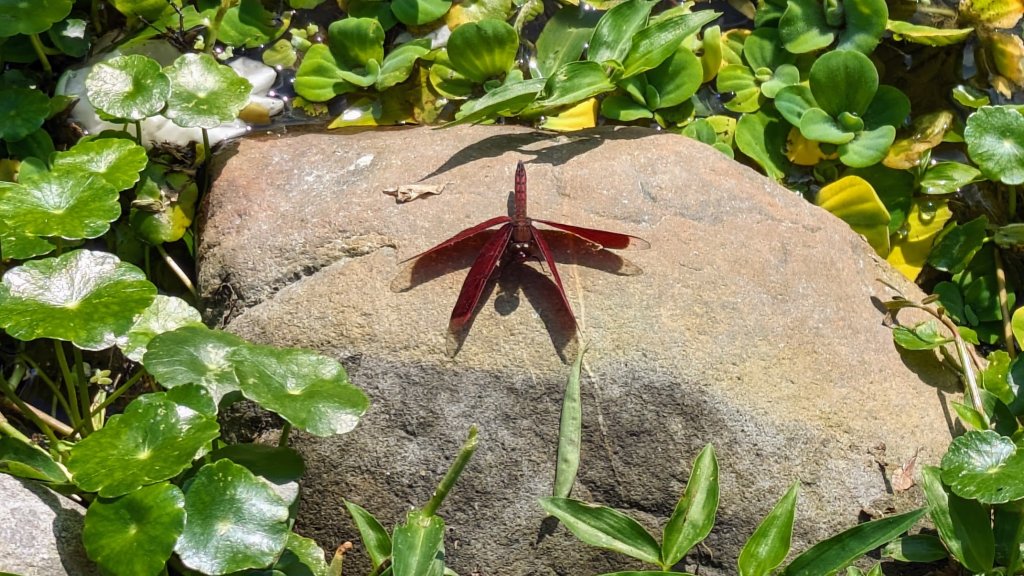 望龍埤,鎮頭山,蜊埤湖_2391844
