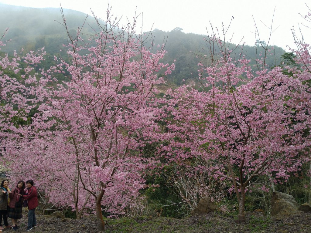 2023-02-26 登嘉南雲峰巧遇草嶺櫻花季_2043945