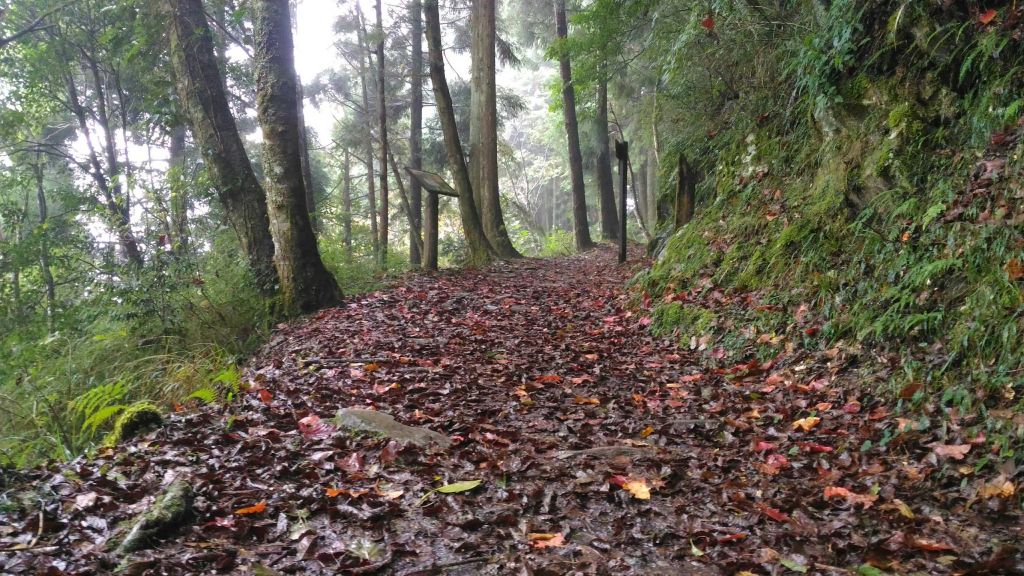 觀霧森林巨木群+大鹿林道+榛山_214501