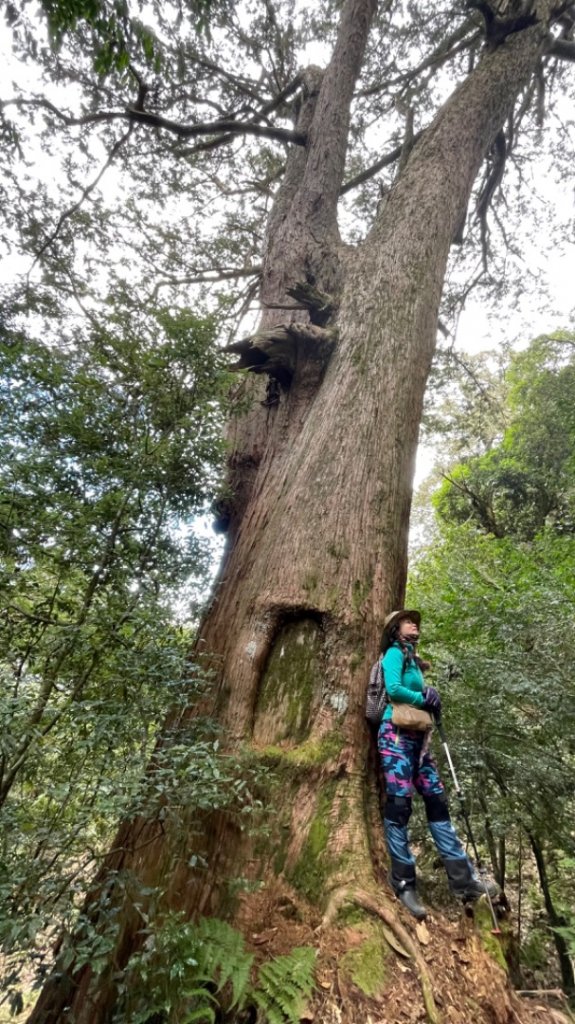 對關追龍貓🚌_1967749