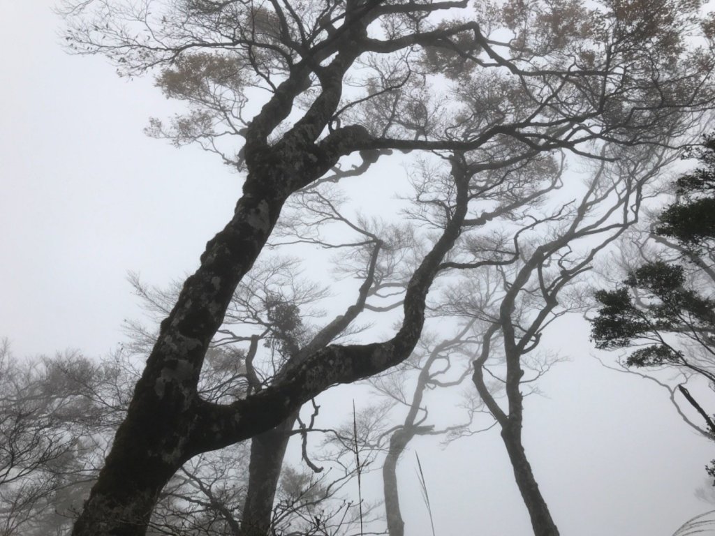 迷霧中的山毛櫸_465341