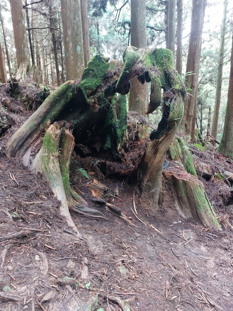 神阿縱走2022/7/31_1786214