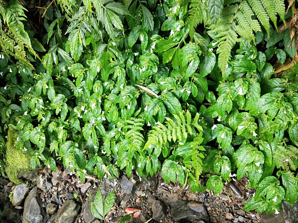 202009 組合山，雲森四瀑_1106021