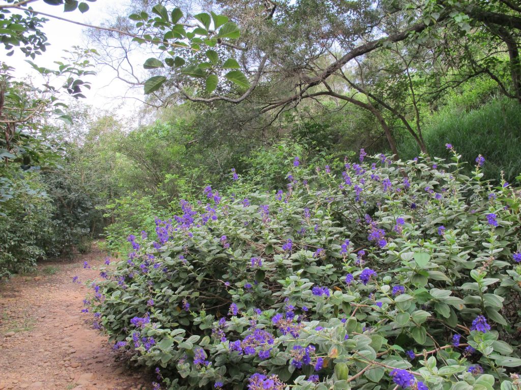 2018-06-28台中大肚環保公園步道_358038