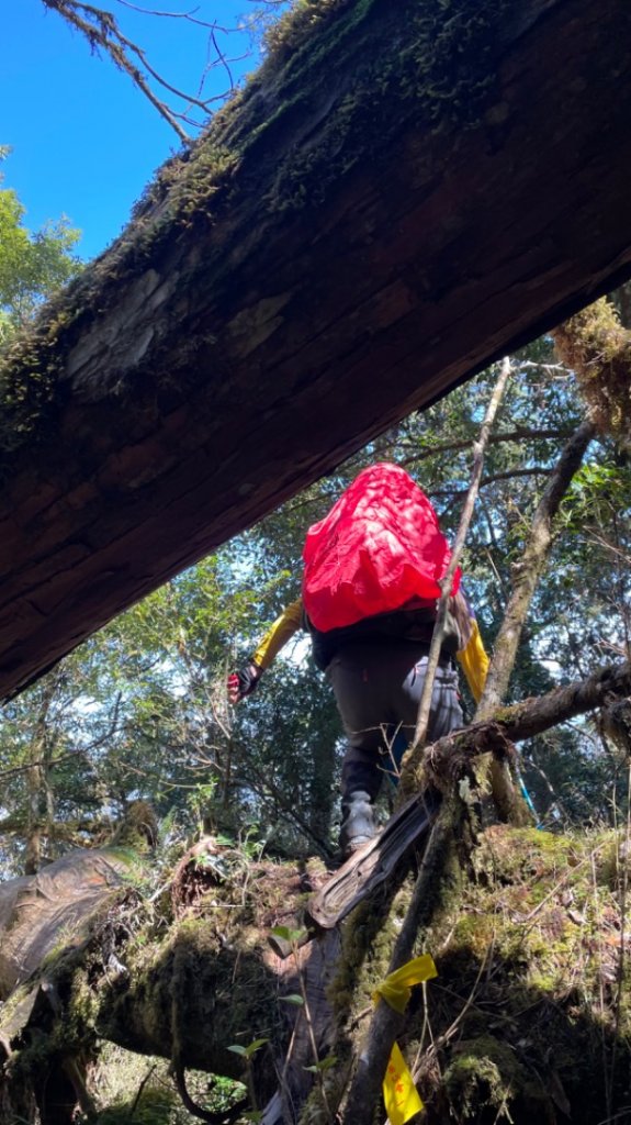 塔魔巴2天1夜來回_2357287