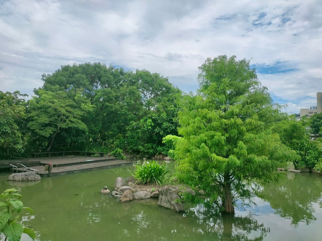 ［健康大穀東，台北趴趴走］（17~18）：台大椰林大道，台大舟山路（2023/7/29）_2239842