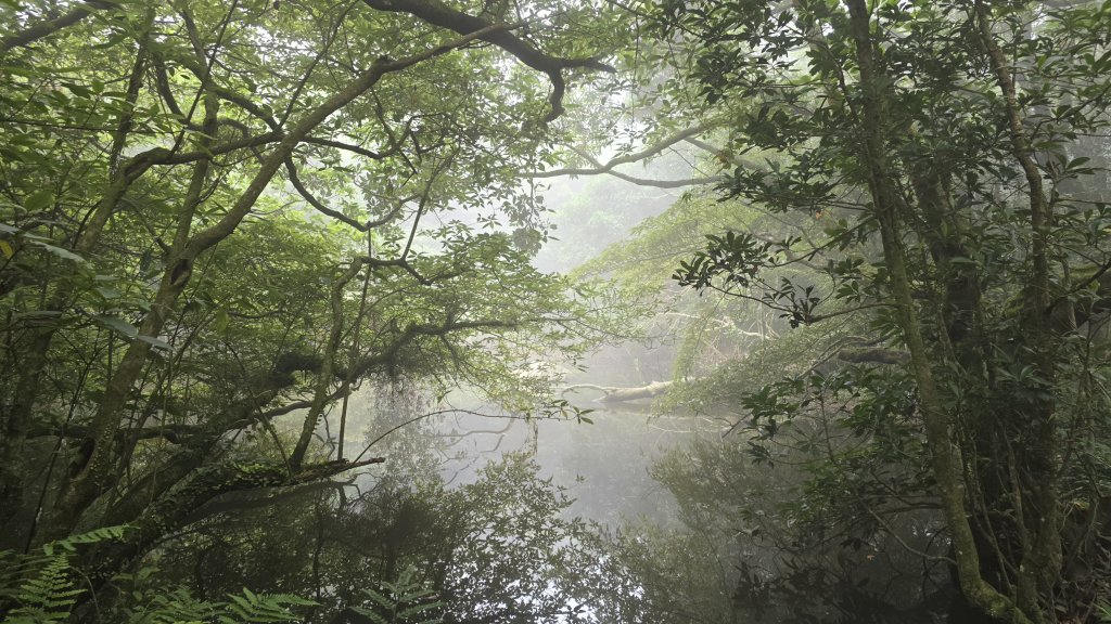 陽明山優質經典步道，興福寮古道，雲霧繚繞的向天池_2815636