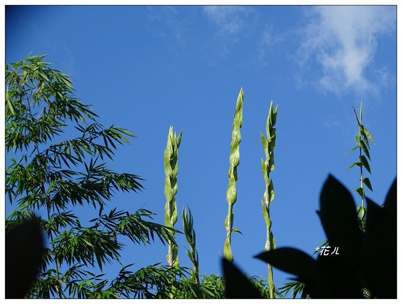 台北/植物園步道_686758