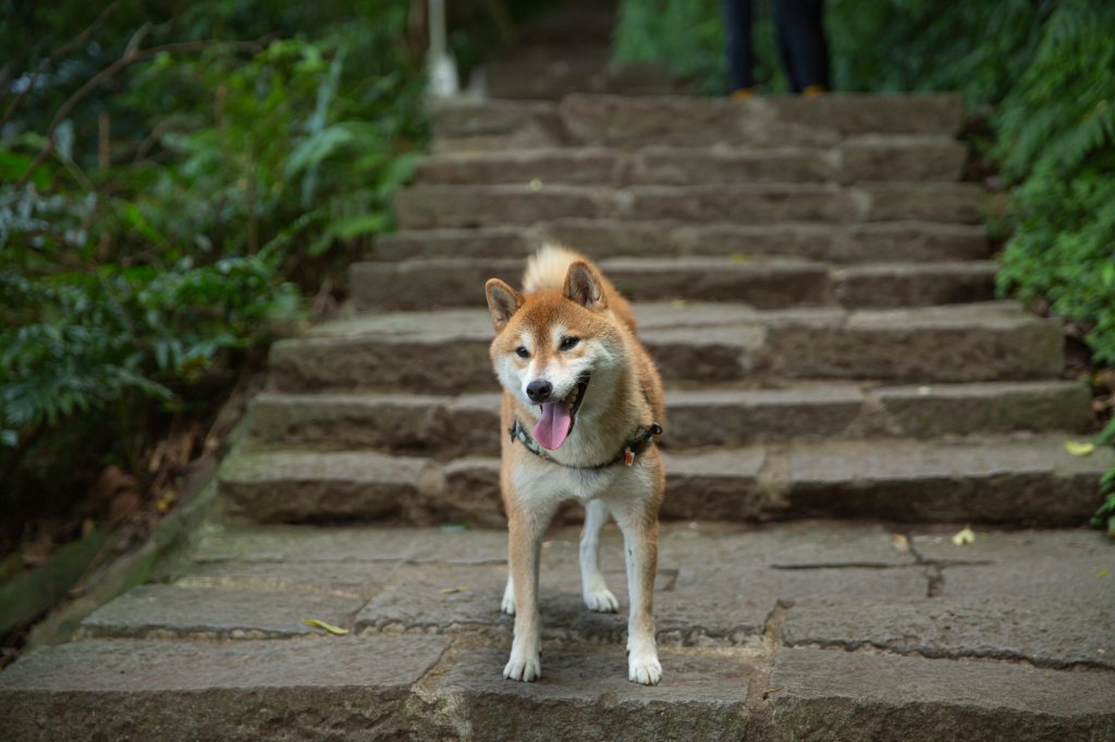 柴犬阿怪的八里觀音山歷險記（硬漢嶺步道、北橫古道、尖山步道）_1901696