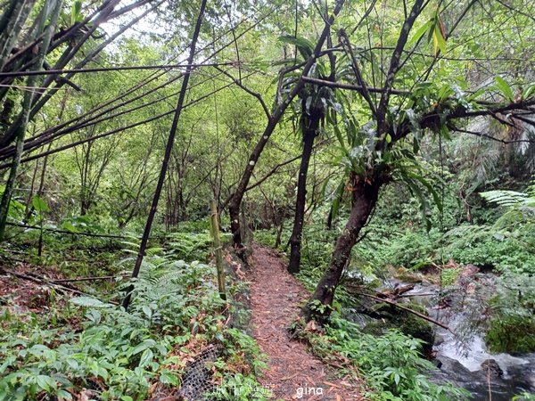 【新竹橫山】綠蔭夾道流水淙淙。2024森遊竹縣。 騎龍古道_2616211