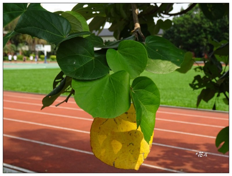 夏日/黃槿的花開_1417594