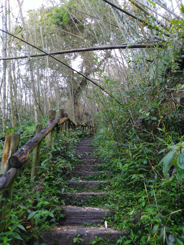 2022-04-09 迷糊步道_福山古道O型_1668165