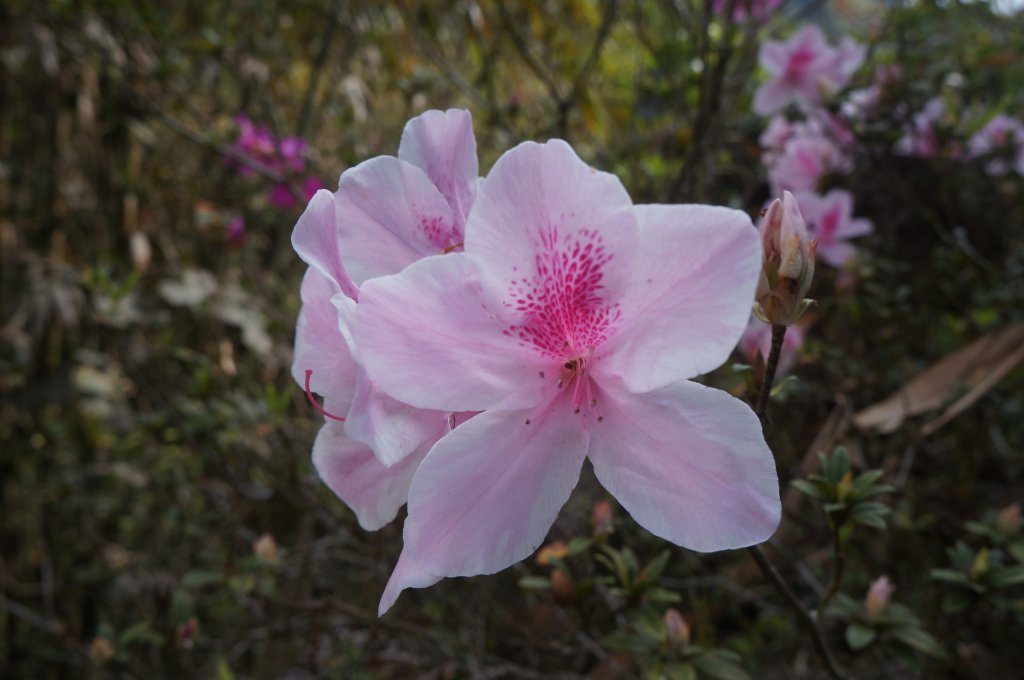 現在來石壁風景區九芎神木區賞花正是時候！_1614787