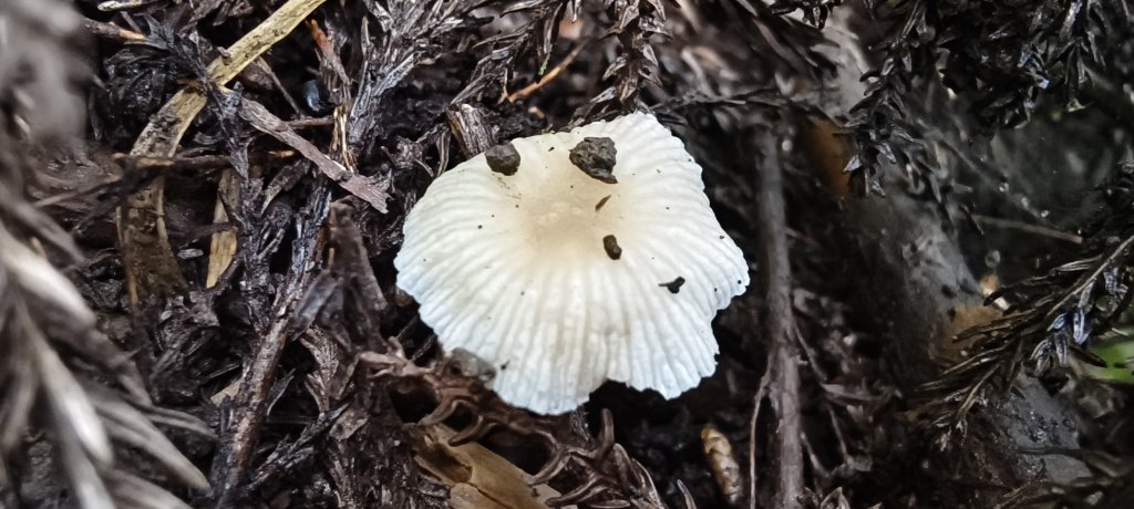 2025/09/20_鵝公髻山步道_2892243