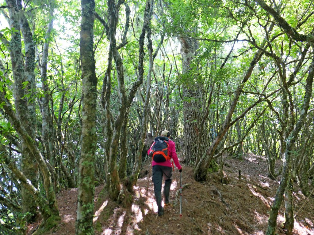 登碧綠神木旁焦土山及加碼綠水文山步道  _375974